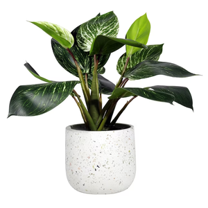 lot 160 image: NEW - Origin 21 12-in Green Indoor Artificial Dieffenbachia Plants 805780368414 MSRP $21.98
