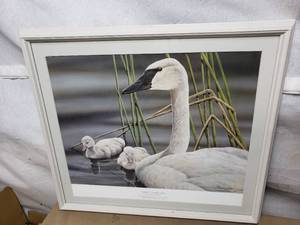 Legacy Trumpeter Swan Print, Numbered