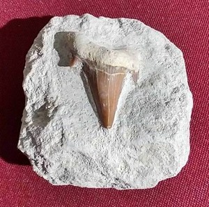 lot 27 image: Fossilized Shark Tooth Rock