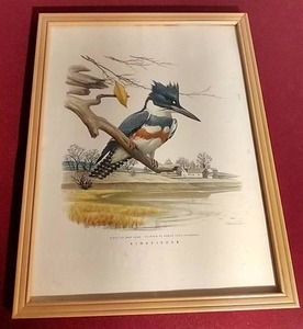 lot 52 image: Vintage Kingfisher Nature Print