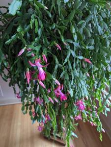 Large Christmas Cactus