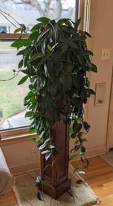 Hoya Plant and Stand