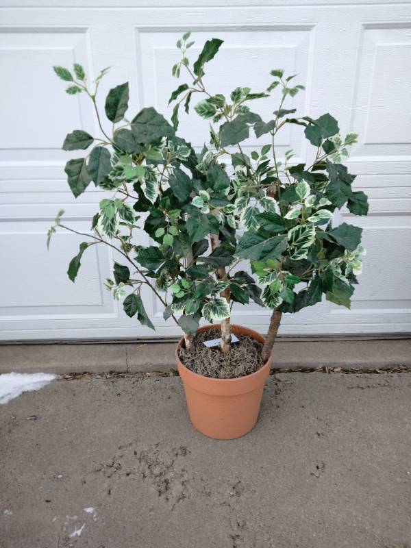 Floor Standing House Plant #2