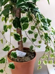 3 Foot Artificial House Plant #1