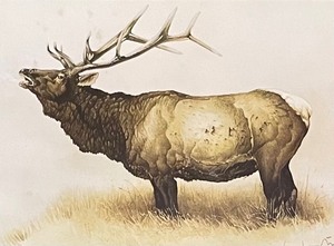 lot 216 image: Framed Wildlife Print