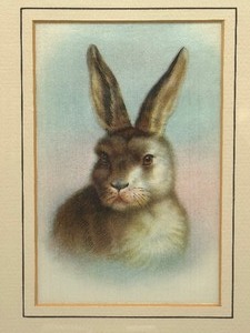 lot 355 image: Antique Framed Rabbit Portrait