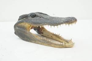 lot 314 image: alligator head