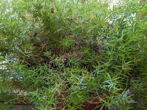 lot 128 image: Asparagus Fern Plant and Stand