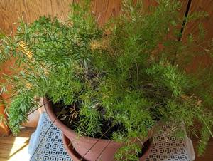 lot 129 image: Asparagus Fern Plant with Painted Metal Stand