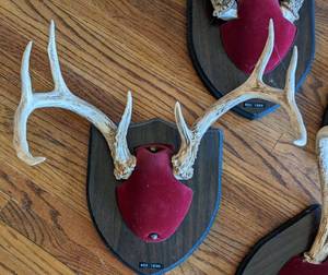 lot 132 image: Four Sets of Mounted Deer Antlers