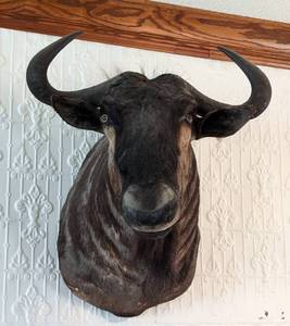 lot 21 image: African Blue Wildebeest Shoulder Mount