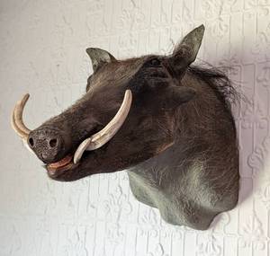 lot 22 image: African Warthog Shoulder Mount