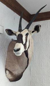 lot 23 image: African Gemsbok Shoulder Mount