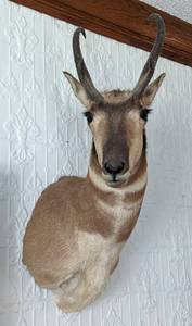 lot 24 image: Pronghorn Antelope Shoulder Mount