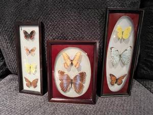 lot 47 image: Vintage Taxidermy Framed Butterflies from Brazil