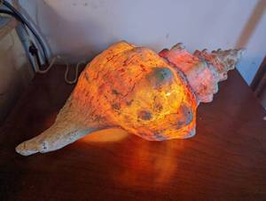 Shell Lamp