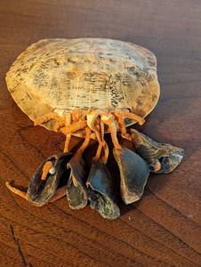 Turtle Shell Instrument