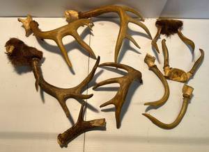 lot 40 image: Group Of Misc. Deer antlers