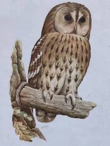 lot 24 image: RA Vowles Framed Owl Artwork
