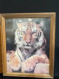 lot 48 image: Framed Leopard and Cheetah Artwork