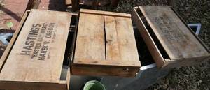 lot 133 image: 3 wood crates, 2 easter lily bulbs and 1 grape