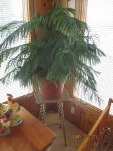 Live Potted Indoor Tree