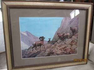 Framed and matted Ram Wildlife print