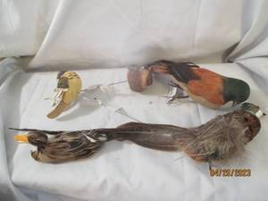 ornamental Bird assortment