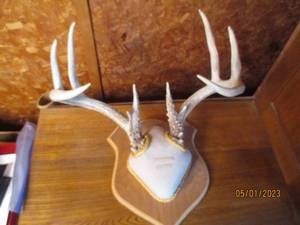 lot 202 image: Mounted and plaqued set of antlers...
