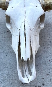 lot 195 image: Cattle Skull