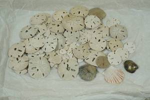 lot 160 image: Assorted Sand Dollars & Sea Shells