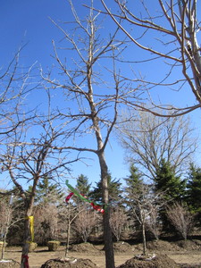 lot 1 image: Burr Oak, 13-12ft