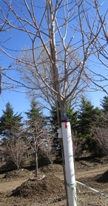 lot 2 image: Autumn Blaze Maple, 15ft