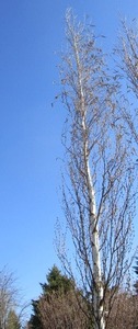 lot 6 image: Parkland Pillar Birch 16ft