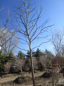 lot 3 image: Honey Locust, 14ft