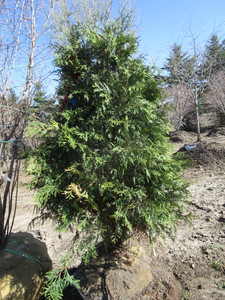 lot 4 image: Techny Arborvitae, 5ft