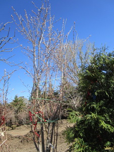 lot 5 image: Serviceberry, 8ft