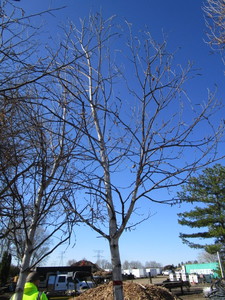 lot 8 image: Whitespire Birch