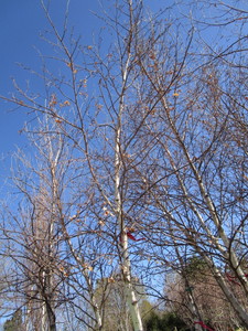 lot 9 image: Whitespire Birch