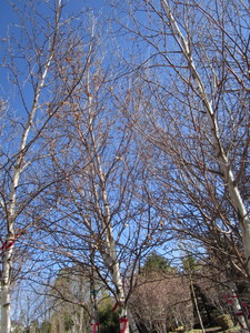 lot 10 image: Whitespire Birch