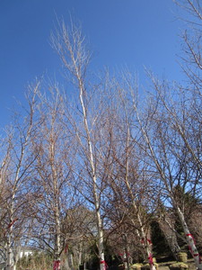 lot 11 image: Whitespire Birch
