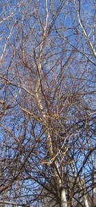 lot 12 image: Whitespire Birch