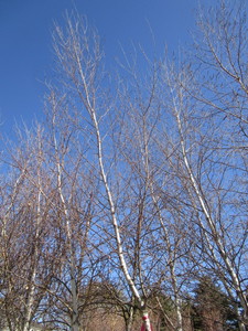 lot 16 image: Whitespire Birch