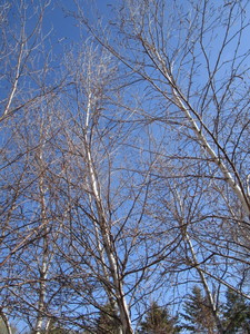 lot 17 image: Whitespire Birch