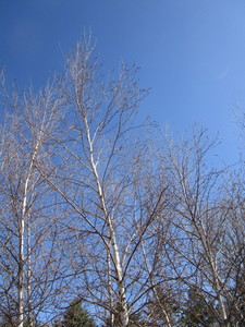 lot 18 image: Whitespire Birch