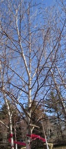 lot 19 image: Whitespire Birch