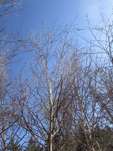 lot 21 image: Whitespire Birch