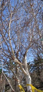 lot 22 image: Whitespire Birch