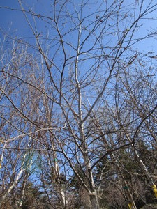 lot 23 image: Whitespire Birch