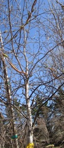 lot 24 image: Whitespire Birch